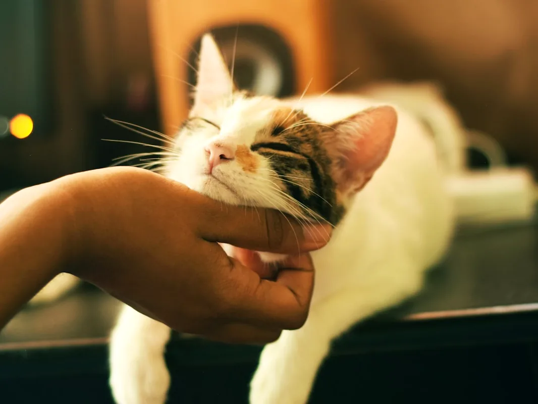 Gato Siamês, felino popular entre famílias do Sul