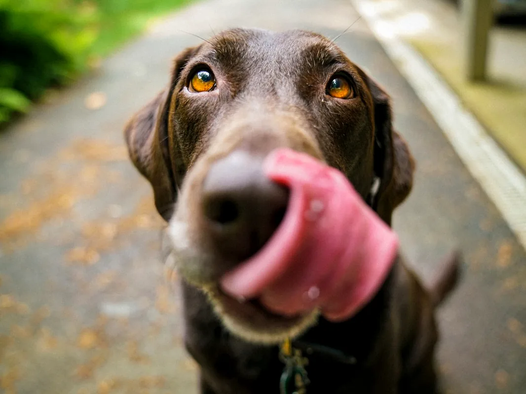 Labrador Retriever, raça muito comum no Sul do Brasil
