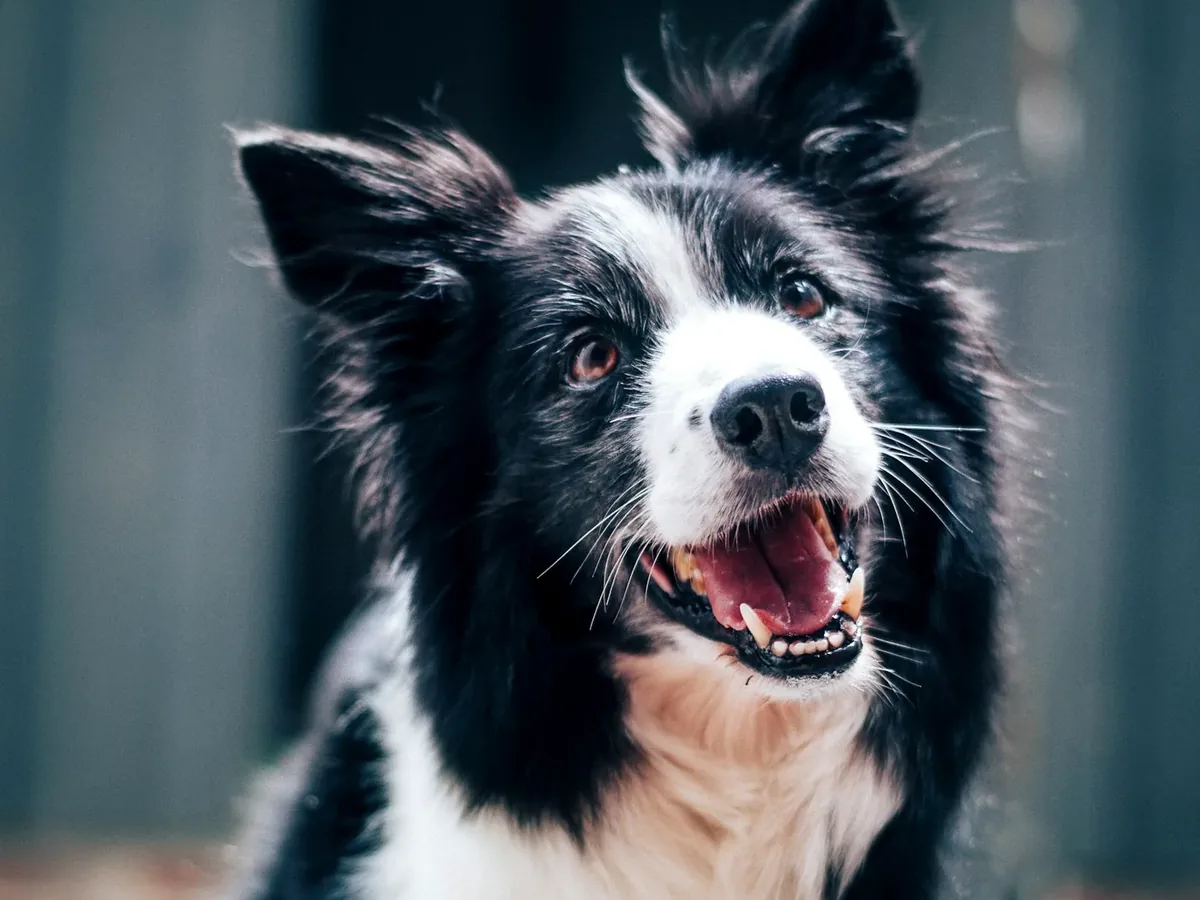 Border Collie, cão típico do interior e do Sul do Brasil